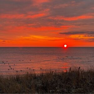 Meet your Posher, Daphne